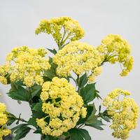 Bunga Hydrangea Palsu untuk Dekorasi Taman, 3 Kepala Bunga Artifisial untuk Rangkaian Meja