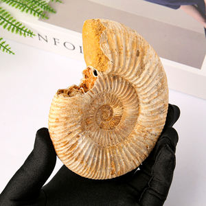 Gros fossile brut naturel grand enseignement ornements spécimens <span class=keywords><strong>Pavlov</strong></span> ammonite conque minerai de conque blanc fossile marin - Product Image 2