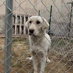 Dày dây sắt lưới hàng rào cho Gà Nuôi checken lưới lồng chim bảo vệ <span class=keywords><strong>Net</strong></span> cho rắn bảo vệ hàn tấm thép - Product Image 4