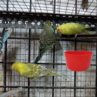Nouveau buveur en plastique bouteille d'eau mangeoire tasse Animal Cage accessoires pour poulet caille Pigeon mangeoire bol