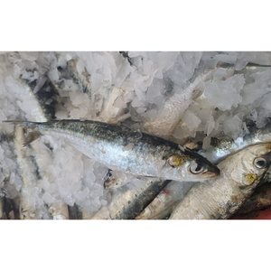 Sardinas Congeladas al por Mayor de China, Omega IQF, Bajo <span class=keywords><strong>Precio</strong></span> por Tonelada, Lotes para Compradores, Buena Calidad - Product Image 3