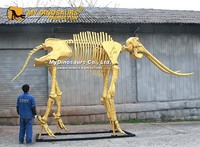 MY DINO AS-072 Squelette d'animal grandeur nature en or, squelette de mamouth