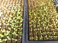 Plateau de semis en plastique 1020 pour l'agriculture, plateau pour micro-pousses, plateau de germination avec et sans trous