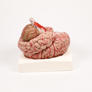 Chinon Y Tế công cụ giảng dạy não Mô hình giải phẫu với động mạch não dây thần kinh màu sắc (9 phần) tiên tiến PVC 17x15x15cm BIX-A1049 - Product Image 2