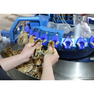 Equipo combinado de corte y vacunación de boca de pollo al por mayor Máquina cortadora de pico láser de pollito de alta eficiencia y precisión - Product Image 5