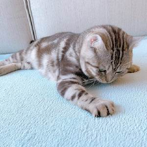 Großhandel Pflegeleichte Hunde- und Katzen-Tatami-Matte Wasserdichte Haustierfreundliche Bodenmatte Bett Weich Nicht Pillend 60*80cm Atmungsaktiver Haustierbereich-Teppich - Product Image 2