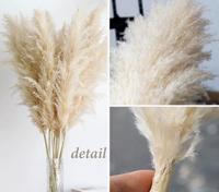 Venta caliente Pampas Grass Wreath Decoración de flores secas naturales para el Año Nuevo chino Pascua Hierba decorativa real en bolsa de plástico