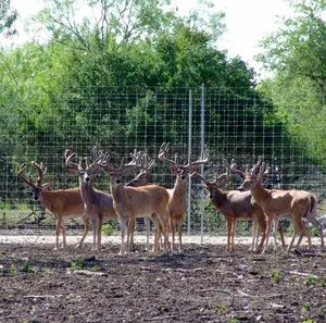 Electric Galvanized Woven Wire Mesh Livestock Field Fence Cow Farm Deer Wire Mesh Fence