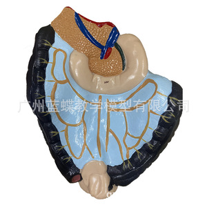Modèle de corps humain de 170 cm avec muscles et organes internes pour l'enseignement médical : Anatomie musculaire et organique humaine adulte - Product Image 5
