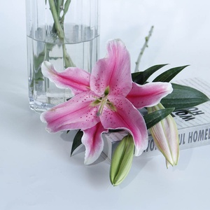 Flor fresca de clase mundial, lirio Rosa Real, Sorbona, proveedor de China - Product Image 6