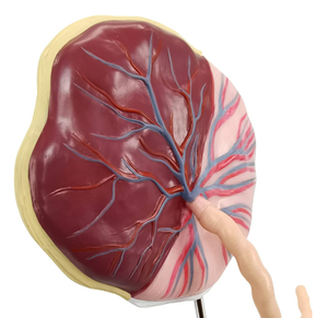 แบบจำลองรกและสายสะดือคุณภาพสูงขนาดเท่าของจริง แสดงรูปแบบรก สายสะดือ ฯลฯ พร้อมสายสะดือสำหรับการพยาบาล - Product Image 4