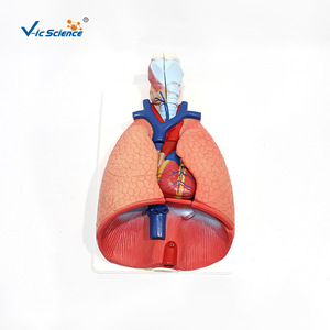 VIC3322 Modèle d'anatomie cardiaque et pulmonaire humaine, modèle du système respiratoire, modèle médical - Product Image 1