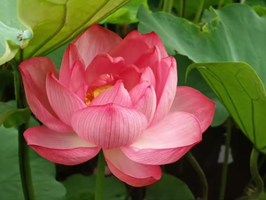 สารสกัดจากพืชบริสุทธิ์จากดอกบัว (Nymphaea nelumbo) จาก100% - Product Image 2