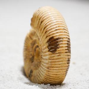 Fossiles d'ammonites naturels, pierres brutes, décorations minimalistes modernes pour bureau, accents pour armoire à vin, souvenirs portables - Product Image 4