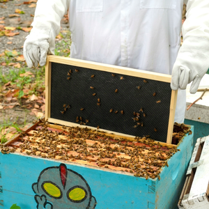 Nuevas láminas de cera de abejas de plástico Menger Bee para base de panal, tamaño de celda de 5.4mm, profundas/medianas/escasas, enceradas, negras, para marco de colmena, 2 años de duración - Product Image 1