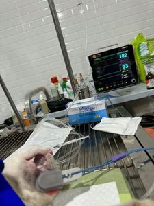 Moniteur patient médical vétérinaire en promotion : 12 paramètres (<span class=keywords><strong>ECG</strong></span>/RESP/TEMP/SPO2/NIBP/PR) pour USI - Product Image 2