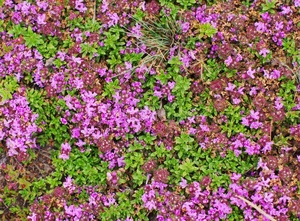 <span class=keywords><strong>Spray</strong></span> Deodorante Naturale al Profumo di Fiore di Muschio Bianco <span class=keywords><strong>per</strong></span> <span class=keywords><strong>Ambienti</strong></span>, Divani, Tende e Casa - Product Image 6