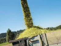 Moissonneuse-batteuse agricole AF50G, nouvelle moissonneuse-batteuse à riz, blé, maïs, céréales, haute résistance, haute efficacité, prix bas, machine agricole