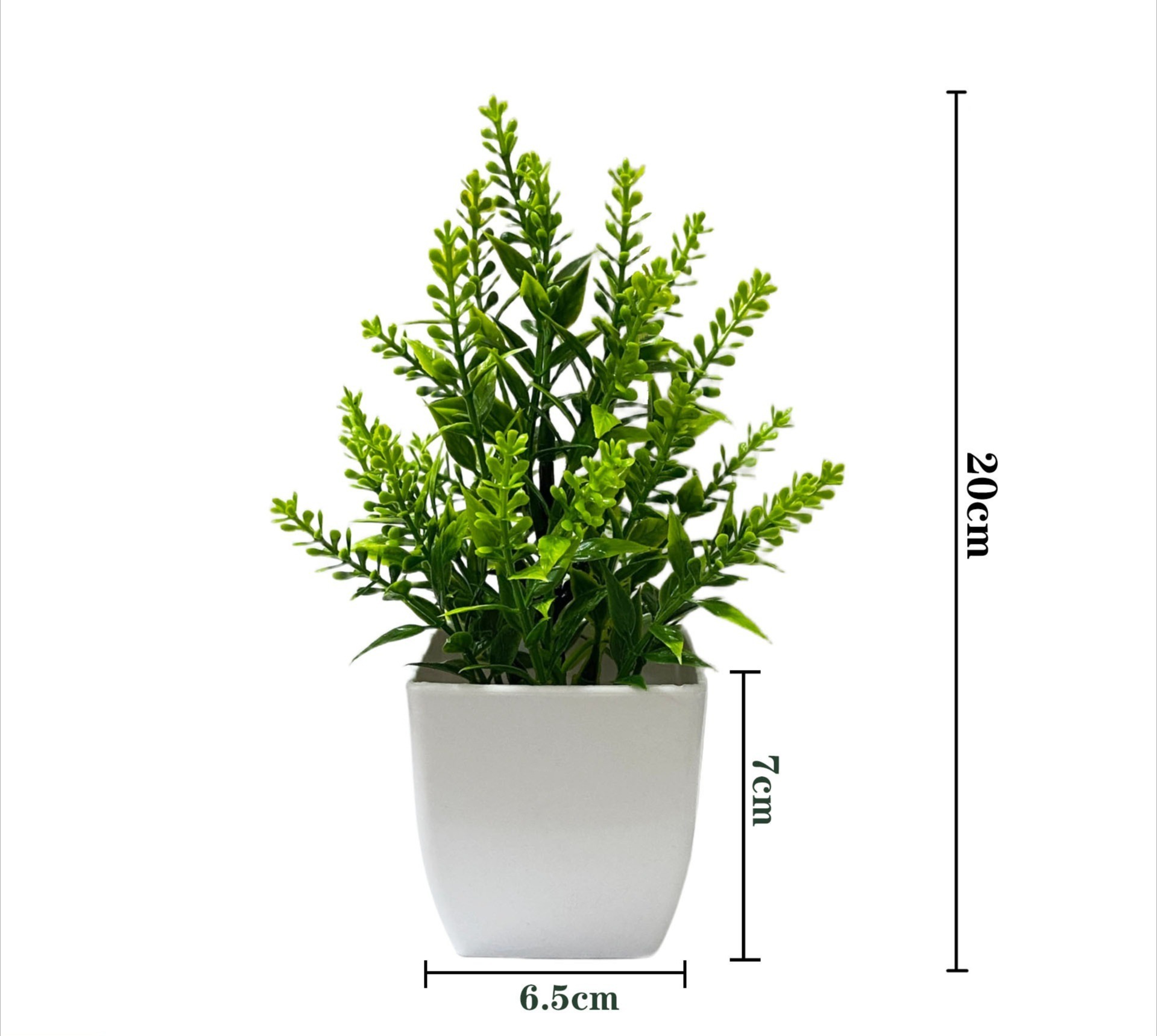 Lavender potted plant green