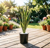 Plante en pot 'Tongue of the Mother-in-law' pour intérieur, purificateur d'air, faible entretien, décoration pour la maison, le bureau, le jardin, verdure, feuillage ornemental