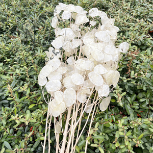 Boho décor autres fleurs décoratives et plantes fleurs séchées <span class=keywords><strong>Lunaria</strong></span> naturelles annuelle pour la décoration de la maison cadeau de saint-valentin - Product Image 1