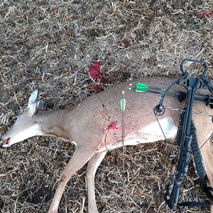 Giá rẻ 2.2 inch Cắt Cơn Thịnh Nộ bowhunting dưới da nỏ cơ khí mở rộng broadhead 100gr - Product Image 3