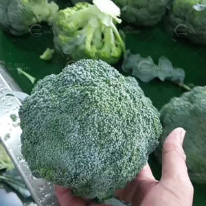 เครื่องตัดและแยกช่อบร็อคโคลี่กึ่งอัตโนมัติอุปกรณ์แปรรูปผัก304ความแม่นยำสูง - Product Image 3