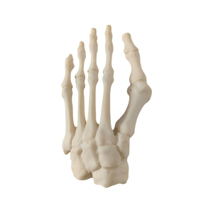 Modello in schiuma solida di osso dell'alluce valgo e anteriore del piede, esemplare di scheletro del piede deformato per impianto chirurgico di deformità del piede ortopedico - Product Image 3