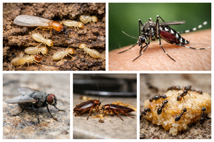 Cipermetrina 25% EC, Pesticidas Agroquímicos, <span class=keywords><strong>Insecticida</strong></span>, Control de Plagas, Salud Pública y Agricultura - Product Image 5