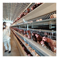 Cage à poules pondeuses de type H à haute capacité de production avec grillage métallique, sortie d'usine, pour 10 000 oiseaux, état neuf, cages pour animaux pondeuses