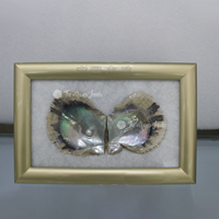 Fourniture d'usine : Spécimen encadré de coquille de nacre naturelle irisée, objet d'exposition pour musées, écoles et entreprises