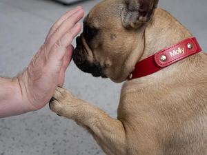 <span class=keywords><strong>3</strong></span>/4ปลอกคอสุนัขหนังแท้แบบทำด้วยมือสไตล์ตะวันตกที่แกะสลักด้วยหมุดสำหรับฝึกสัตว์เลี้ยง - Product Image 3