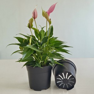Paquete de <span class=keywords><strong>macetas</strong></span> para plantar al aire libre de estilo rural grande y <span class=keywords><strong>extra</strong></span> grande ecológico Maceta de moldeo por inyección de plástico - Product Image 3