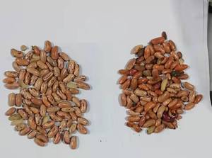 Máy Phân Loại Đậu Quang Học Bồ Đào Nha Với Cảm Biến CCD Đủ Màu Cho Đậu Xanh/Thận/Lupine Lựa Chọn Chứng Nhận CE - Product Image 2