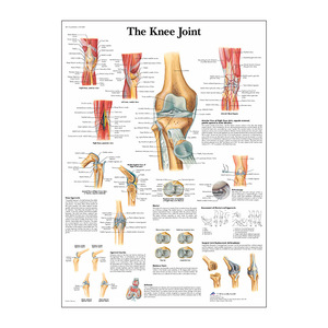 Poster su tela con stampa di anatomia umana - <span class=keywords><strong>Arte</strong></span> da parete educativa ad alta definizione, decorazione centrale senza cornice - Product Image 2