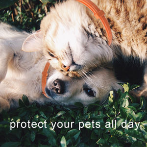 Penjualan laris hewan peliharaan santai dapat disesuaikan alami mengurangi kecemasan kerah menenangkan untuk anjing - Product Image 6