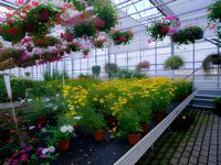Film tunnel SHOUZHENG à lumière diffusée 130m anti-âge moulé par soufflage (bleu clair/jaune/transparent) pour plantes ornementales et fleurs