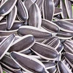 Venta caliente chino no GMO alta calidad buen <span class=keywords><strong>precio</strong></span> orgánico crudo semillas de girasol - Product Image 4