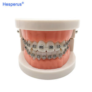 Modèle de dents dentaires orthodontiques standard avec accolades Supports en métal/céramique pour l'étude de la dentisterie HESPERUS - Product Image 3