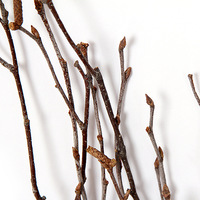 Branches de bouleau blanc naturel décoration de vase à fleurs séchées pour la maison pour les célébrations de Pâques de remise des diplômes d'halloween