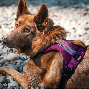 Premium Custom Designer Heavy Duty No Pull Adjustable Large <strong>Dog</strong> Body <strong>Coat</strong> with <strong>Harness</strong> with Handle Wholesale for Big Small <strong>Dogs</strong> - Product Image 6
