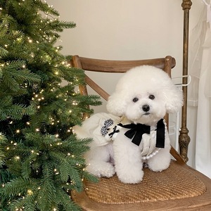 Pet Princesse Coton Jupe Teddy Bibi Ours Poméranie Marzis Chat Chat Chien Vêtements Automne/Hiver Vêtements - Product Image 4