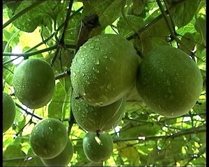 Chất lượng cao cung cấp Nhà Máy nhà sư trái cây tập trung nước trái cây nhà sư Hữu Cơ trái cây - Product Image 3