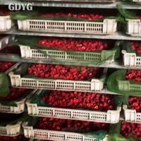 Stabiele wereldwijde distributeur van fruitproducten, op maat verpakte, lang houdbare IQF diepvriesframbozen van hoge kwaliteit, hele IQF diepvriesframbozen