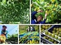 Poudre d'Allulose Biologique en Gros Prix Direct Usine : Allulose de Fruit du Moine / Allulose de Stévia / Allulose Brune