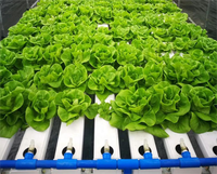 Système d'irrigation automatique NFT hydroponique en PVC de qualité alimentaire, type 2M-NFT, pour serre, avec pompe pour culture aéroponique
