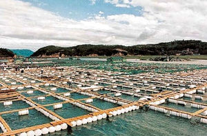 Verbetering van de gewasopbrengst en de bodemgezondheid met bio-organische meststof op basis van Bacillus Subtilis - Product Image 5