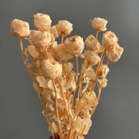 Lot de roses éternelles de haute qualité en gros, plus de 10 roses multicolores longue durée (3-5 ans) pour bouquets de mariage et centres de table pour fleuristes