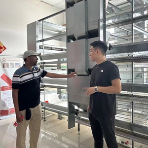 4 Katlı Çelik H Tipi Broiler ve Yumurtacı Tavuk Kafesi |   Tam Otomatik Kanatlı Hayvancılığı Ekipmanları Tedarikçisi - Product Image 5