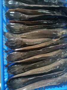 Ikan Lele Beku Utuh Bulat